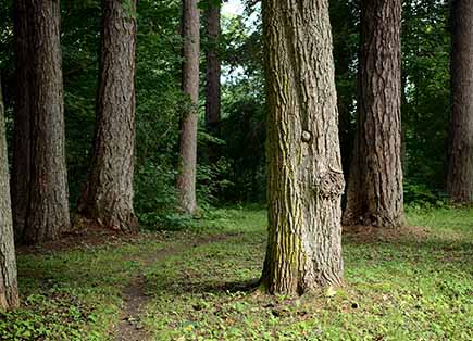Forêt